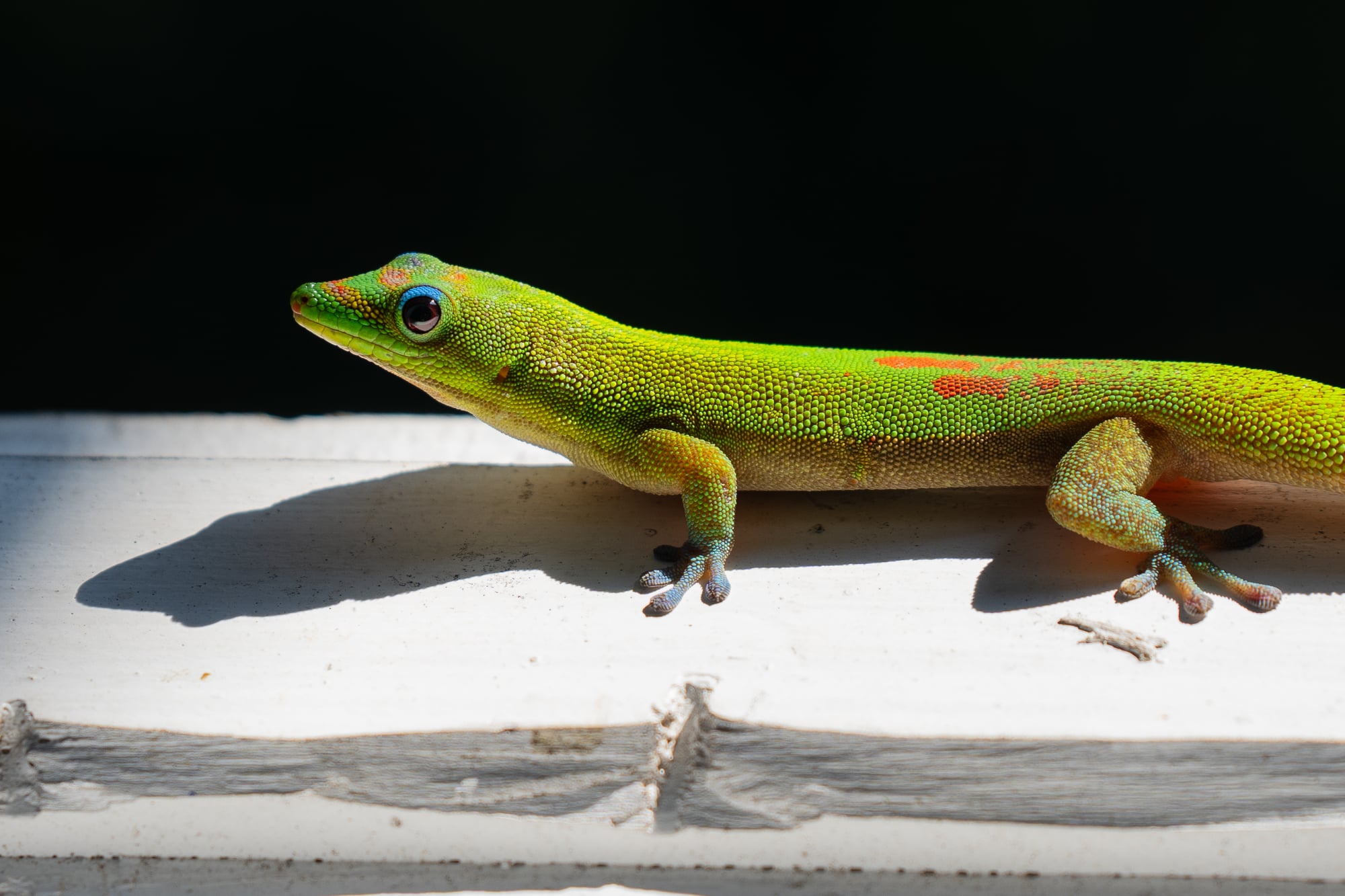 gecko