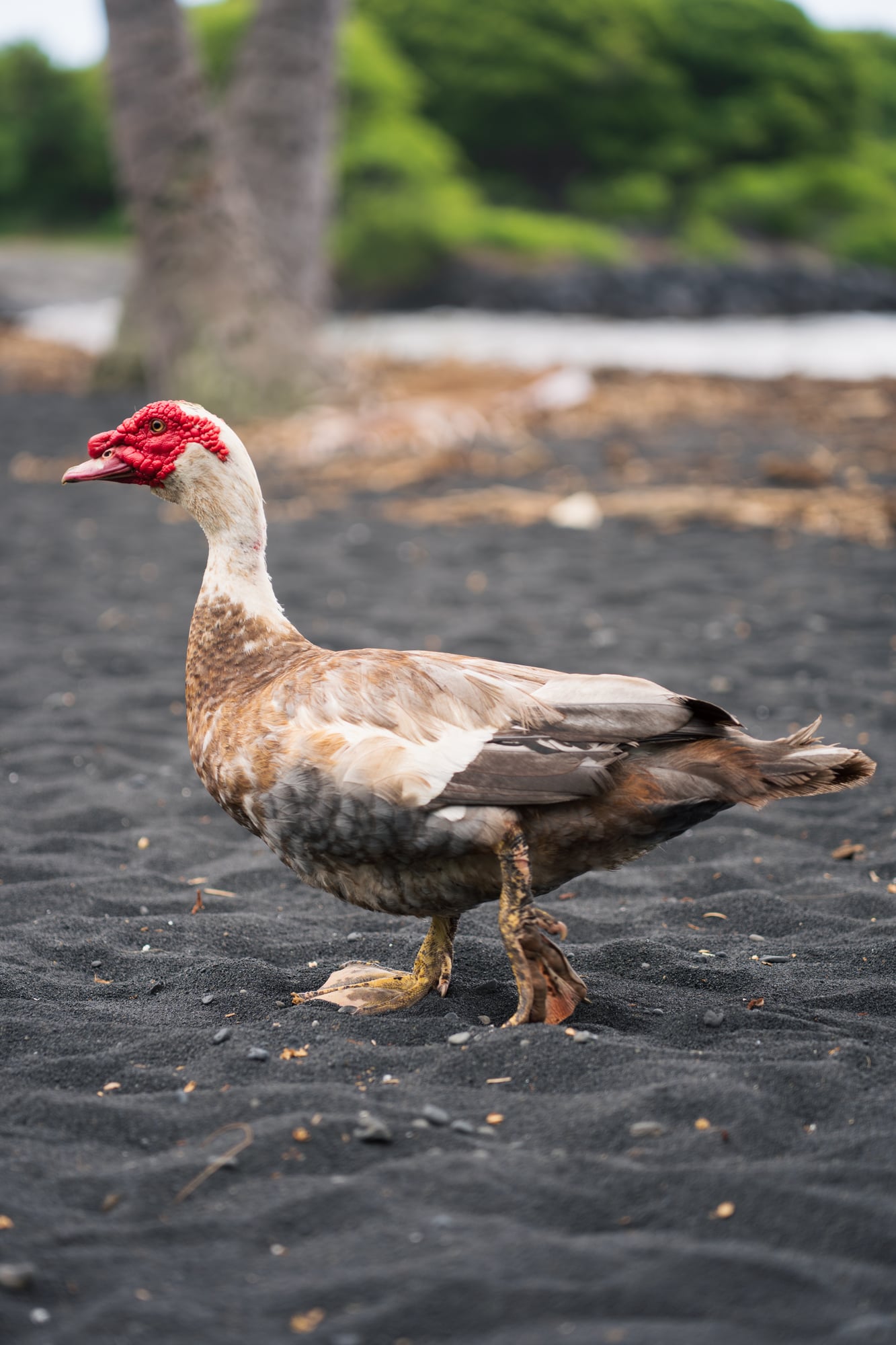 muscovyduck